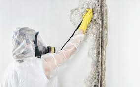 Arthurtown, SC Mold Removal & Remediation Company